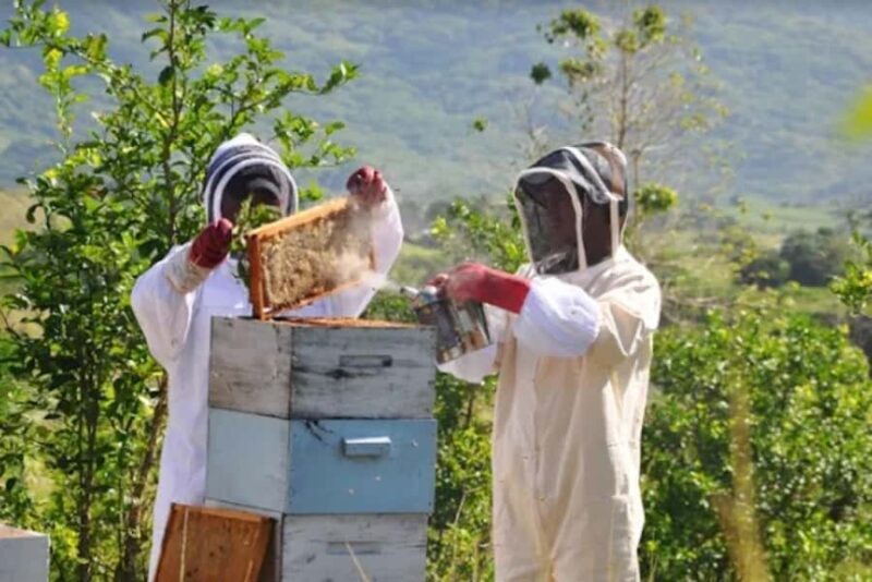 Fiji: Farm Tour: Animals, Honey Tasting & Fijian Cooking - Meet the Farm Animals and Nature