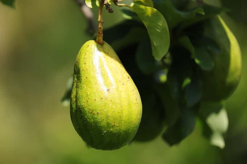 Fiji: Farm Tour: Animals, Honey Tasting & Fijian Cooking - Practical Details and Logistics