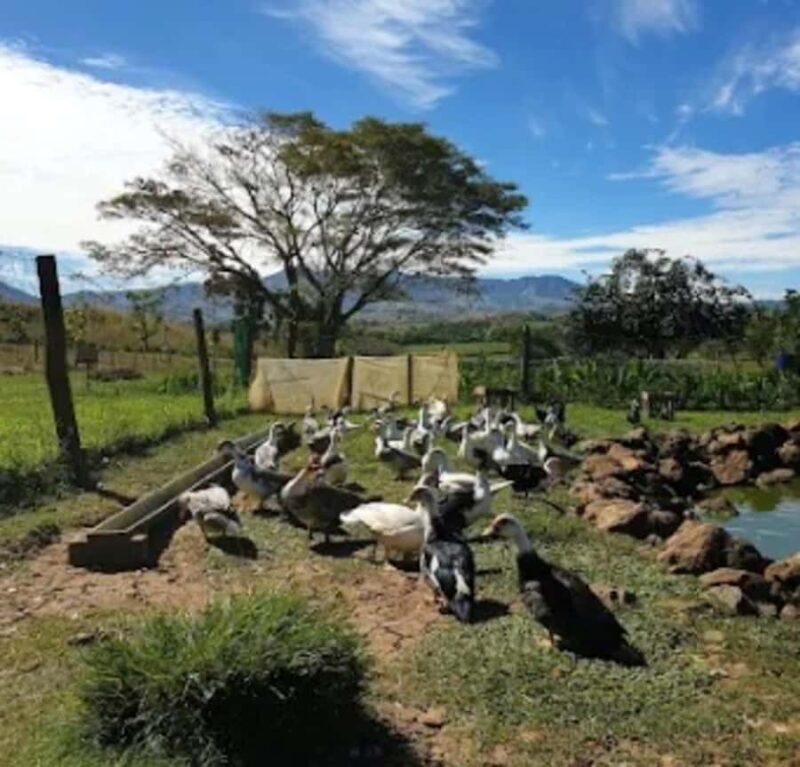 Fiji: Farm Tour: Animals, Honey Tasting & Fijian Cooking - Who Will Love This Tour?