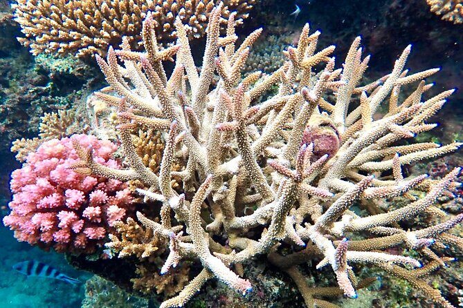 Fijis Best Dolphins tour and Snorkeling Adventure - The Itinerary: A Deep Dive into the Day