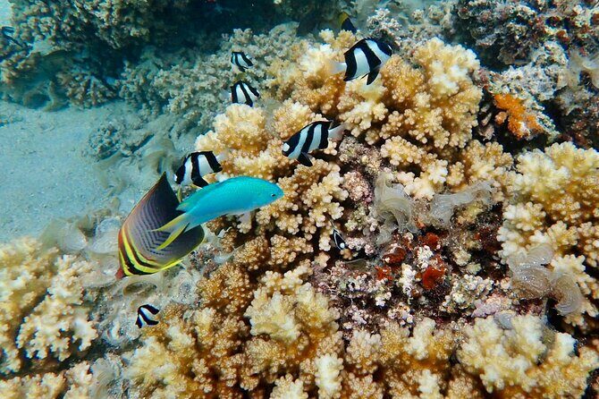 Fijis Best Dolphins tour and Snorkeling Adventure - The Value for Money