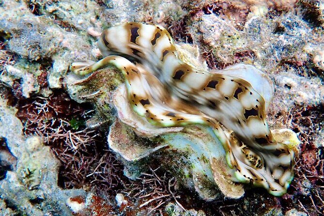 Fijis Best Dolphins tour and Snorkeling Adventure - Our Take