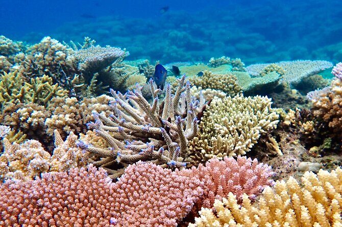 Fijis Best Dolphins tour and Snorkeling Adventure - Frequently Asked Questions