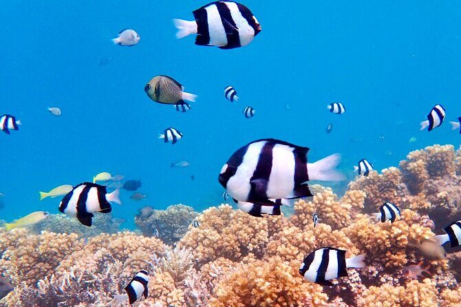 Fijis Best Dolphins tour and Snorkeling Adventure - In The Sum Up