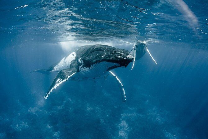 Fiji's Full-Day Sabeto Safari 4WD Adventure - FAQ