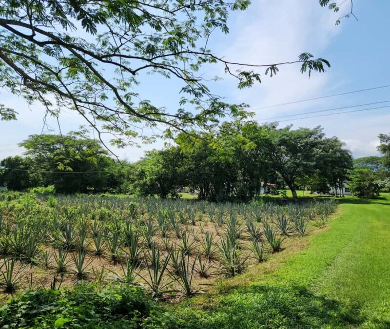 Finca 18 Tequila Tour w/ Chocolate Pairing + Pickup Point - FAQ
