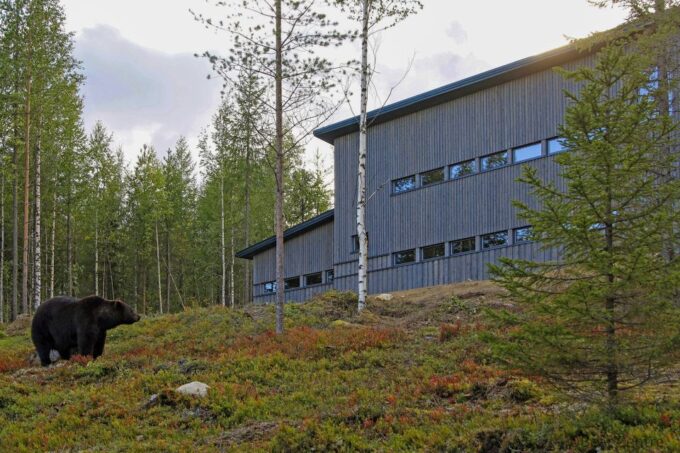 Finland: Bear Watching, Night Trip - Best Time to Visit