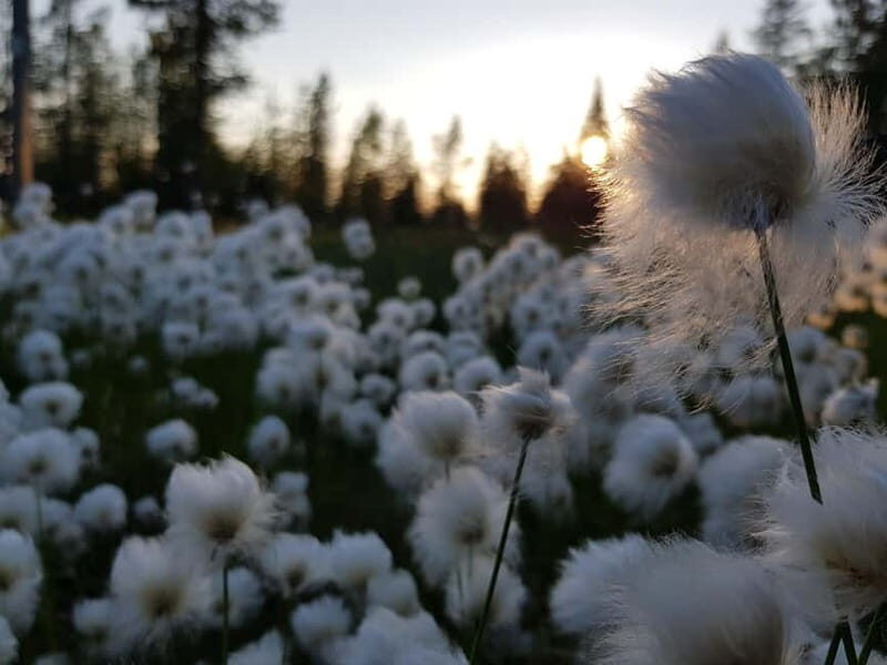 Finnish Lapland: Midnight Sun Hike in Riisitunturi np - The Sum Up