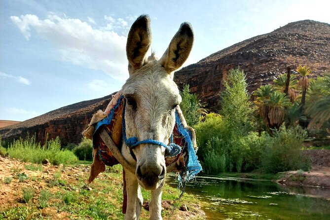 Fint Oasis Private Day Hike - Schedule and Availability