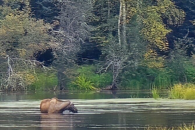 Fire & Ice: Chena Hot Springs, Ice Museum + Aurora Adventure - FAQ