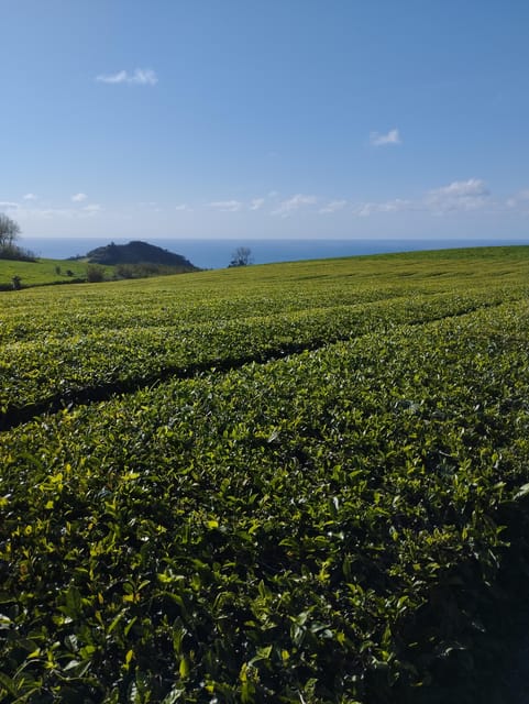 Fire Lake, Pineapple & Tea: Half-Day Jeep Tour - A Practical Introduction to the Tour