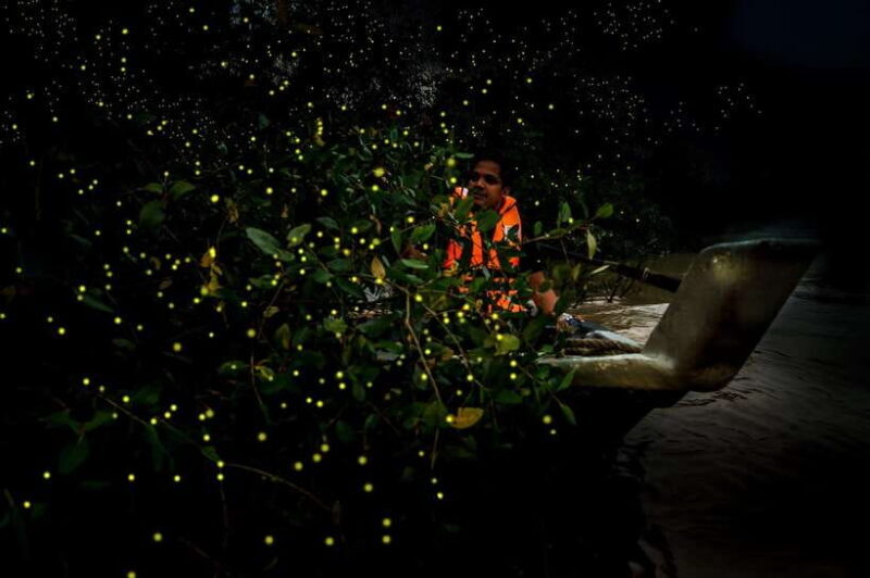 Firefly, Eagle Feeding, and Blue Tears Kuala Selangor Tour - Witnessing the Blue Tears Phenomenon