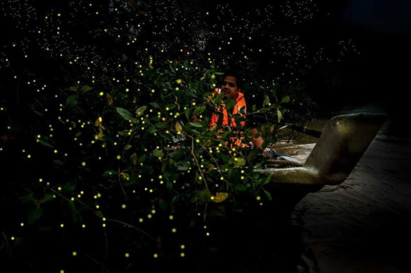 Firefly, Eagle Feeding, and Blue Tears Kuala Selangor Tour - What to Bring and What to Know
