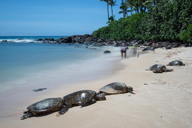 First Day Must: Oahu Sunrise & Circle Island Adventure - FAQ