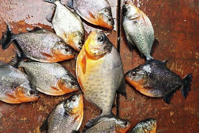 Fish in the Amazon River - Peruvian Amazon River Tour