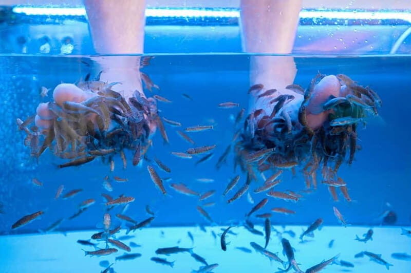 Fish Spa Experience - Key Points