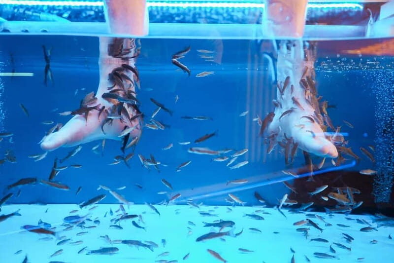 Fish Spa Experience - What to Expect at Happy Feet Spa