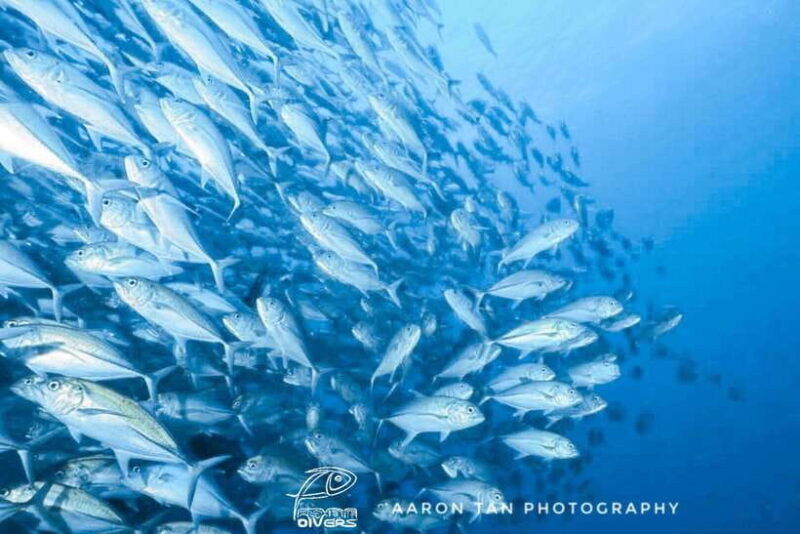 Fisheye Divers: Discover Scuba Diving - Key Points  