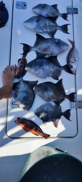 Fishing Charter 4h - Pricing and Booking