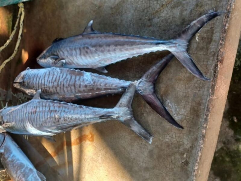 Fishing - Deepsea - Mozambique - 6 Nights - Accommodation and Amenities