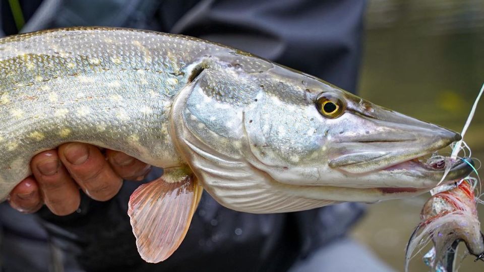 Fishing Guide Southtyrol-Trento: Pike, Perch, Trout - Key Points