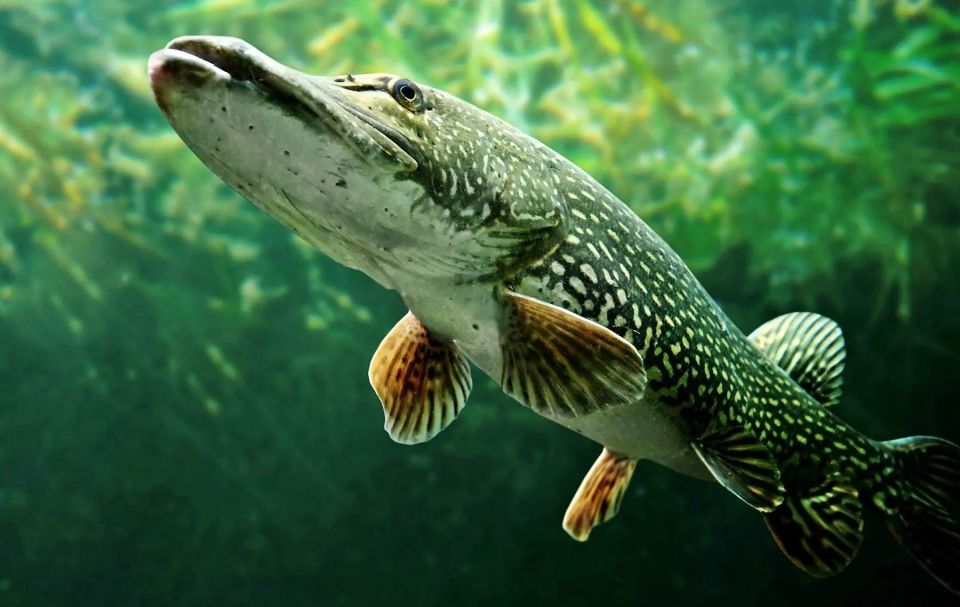 Fishing Guide Southtyrol-Trento: Pike, Perch, Trout - The Fish You Might Catch