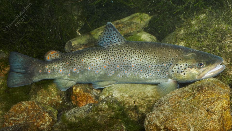 Fishing Guide Southtyrol-Trento: Pike, Perch, Trout - FAQ