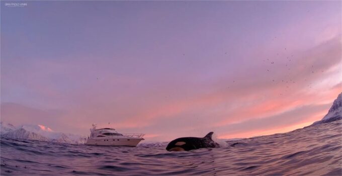 Fishing Trip, Svolvær, Lofoten - Tips for a Successful Trip