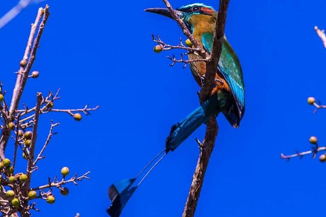 Five Cenotes Jungle Experience in the Riviera Maya - Recommended Experiences