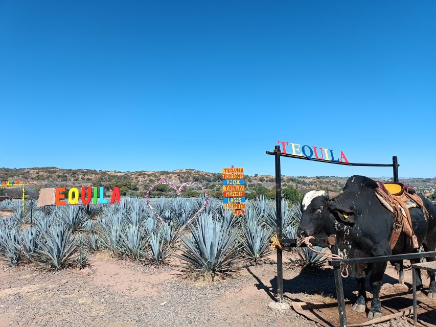 Five-Star Factory: Meet Orendain Tequila. - Key Points
