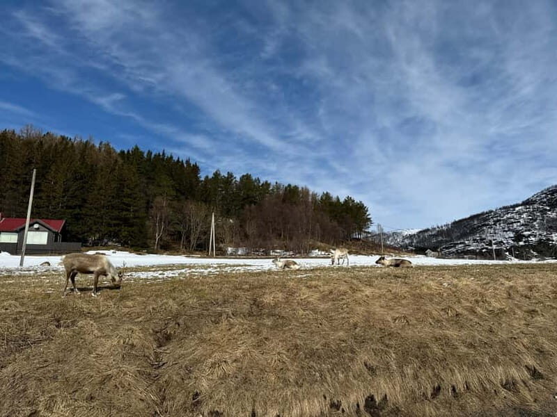 Fjord Foto Tour to Sommaroy (Roadtrip) - Key Points