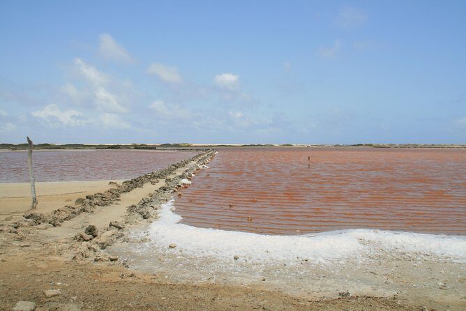 Flamingo & Mangrove Trip with Local Guide - Frequently Asked Questions