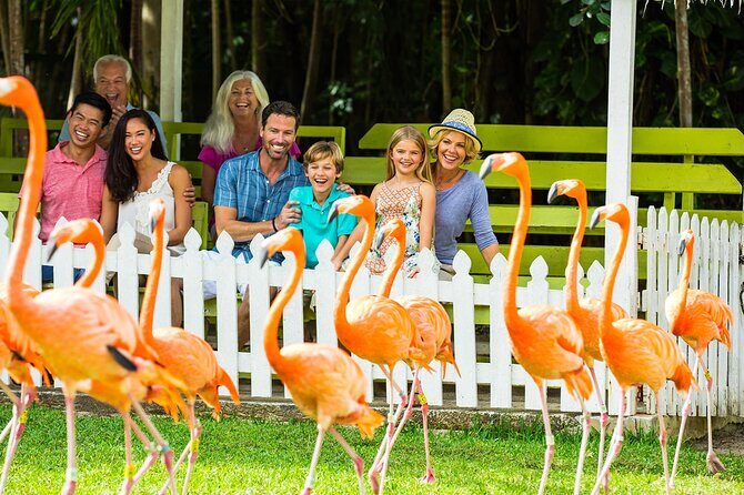 Flamingo March & Pirates Adventure Tour Nassau - Key Points