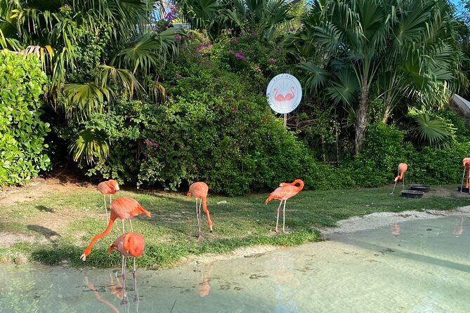 Flamingo March & Pirates Adventure Tour Nassau - Who Should Consider This Tour?