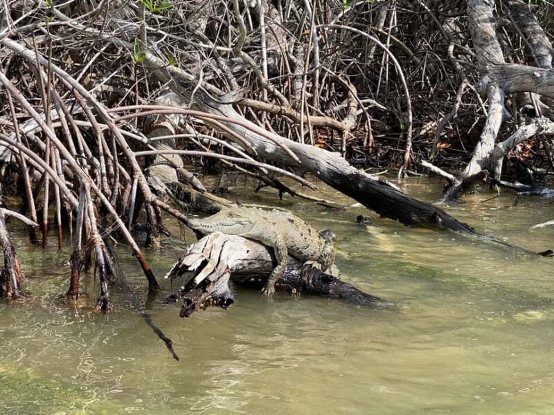 flamingo tour in Rio Lagartos, Yucatan 3 hours - Itinerary Breakdown: What To Expect