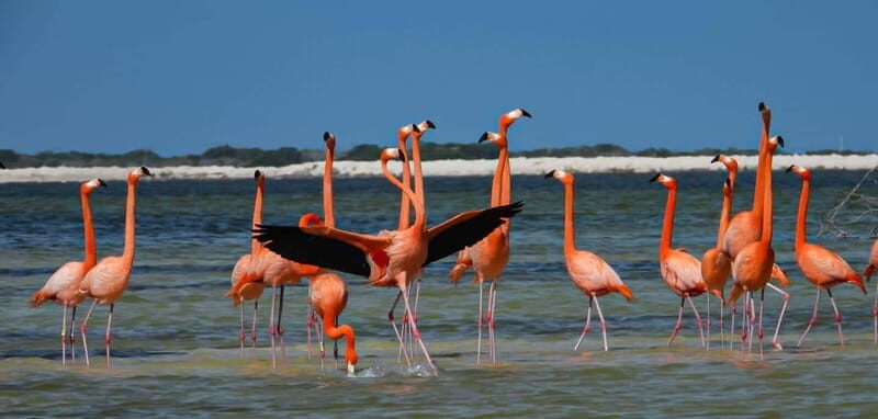flamingo tour in Rio Lagartos, Yucatan 3 hours - Pricing & Value