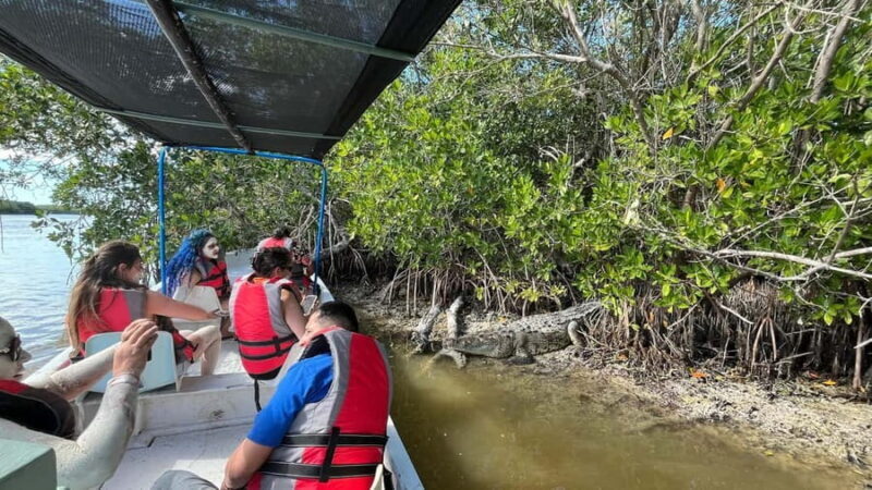 Flamingo tour Rio Lagartos, Yucatan 2 hours - Key Points