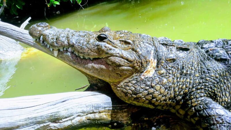 Flamingo tour Rio Lagartos, Yucatan 2 hours - The Mayan Clay Experience