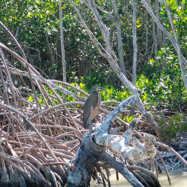 Flamingo tour Rio Lagartos, Yucatan 2 hours - Ending with a Refreshing Dip