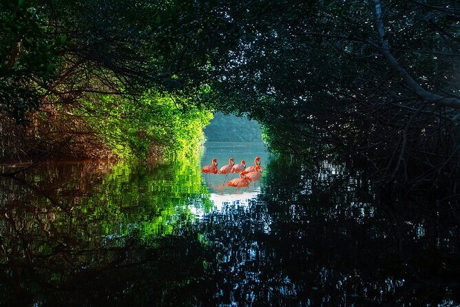 Flamingo Watching Private Tour in Celestun Biosphere Reserve - The Experiences Practicalities