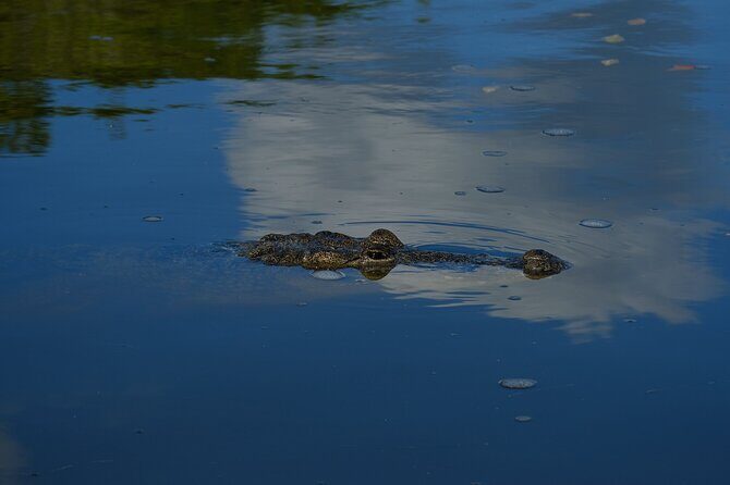Flamingos Tour in Rio Lagartos Yucatan 2 hours - Detailed Review of the Flamingos Tour