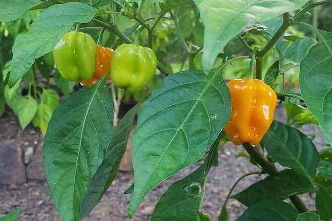 Flavors of St Lucia Culinary Experience - Final Thoughts