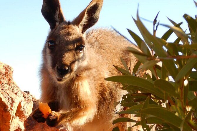 Flinders Ranges 5-Day Small Group 4WD Eco Tour from Adelaide - Authentic Experiences and the Value of the Tour
