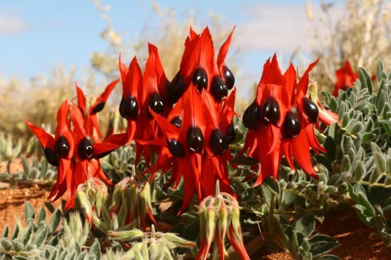 Flinders Ranges & Outback: 3-Day 4WD Tour from Adelaide - A Closer Look at the Itinerary