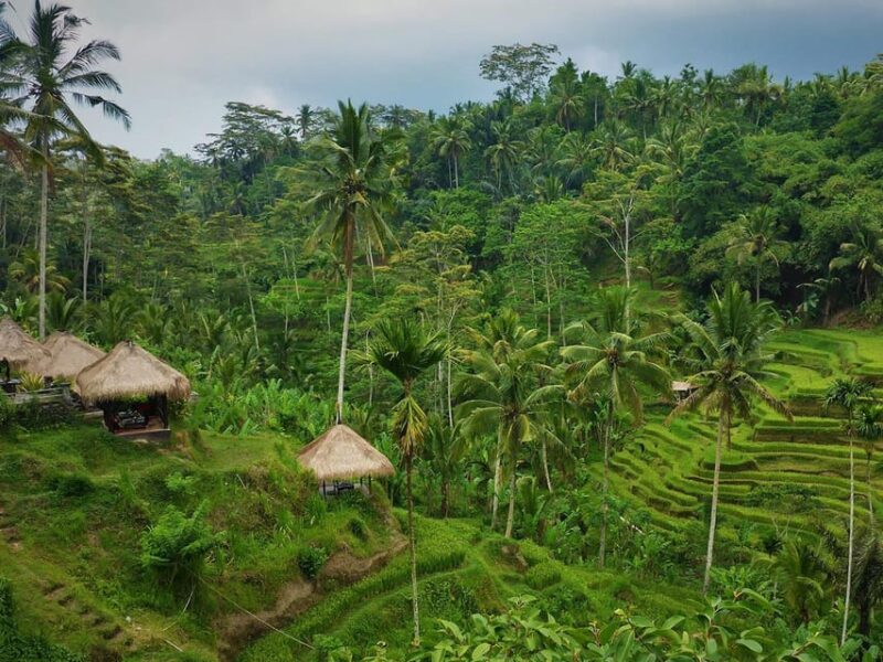 Floating Breakfast : Best Highlights of Ubud / Private Tour - What to Bring and Customize
