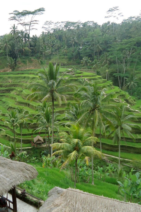 Floating Breakfast : Best Highlights of Ubud / Private Tour - Frequently Asked Questions