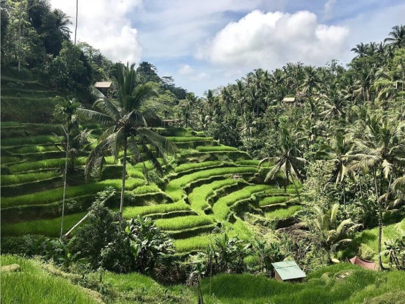 Floating Breakfast : Kintamani, Tirta Empul, Rice Terrace - Itinerary and Transportation