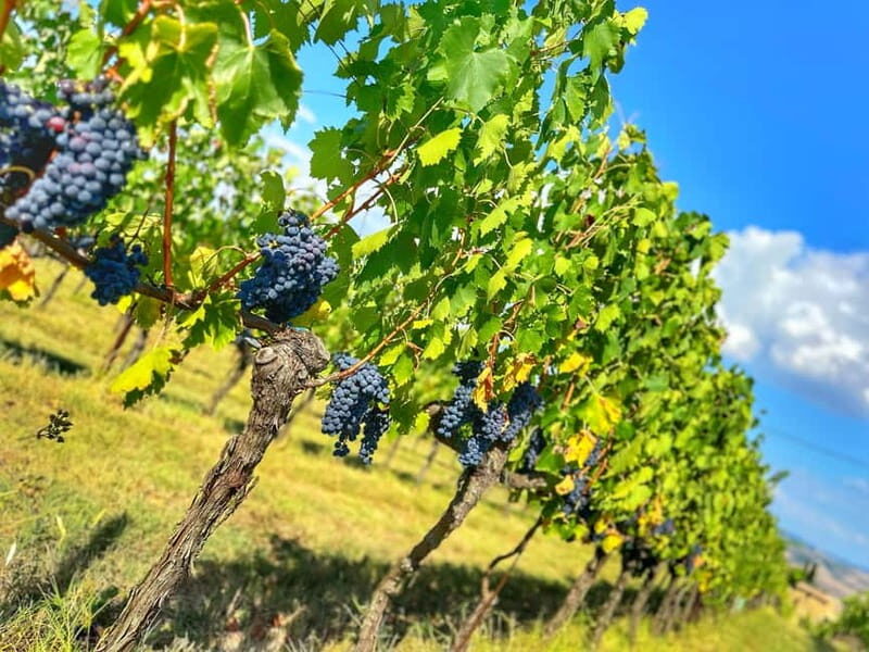 Florence: Brunello Wine Tour with Lunch at the Winery - Frequently Asked Questions