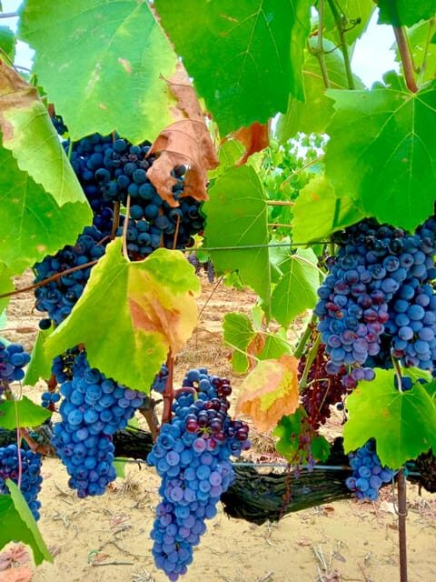 Florence: Countryside Tour with Wine Tasting & Pasta Class - A Practical Introduction to the Tour
