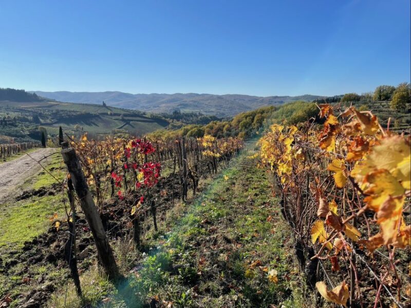 Florence: Hiking Tuscany & Chianti wine 3 wineries and lunch - Analyzing the Tour’s Value